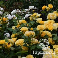 Роза Абсолютли Фабулос/Эннисайд, Викс-3