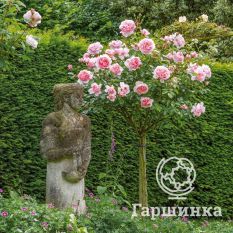 Роза Зе Фейри на штамбе 90см-3