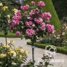 Роза Зе Фейри на штамбе 90см-4