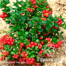 Брусника Ред Перл-4