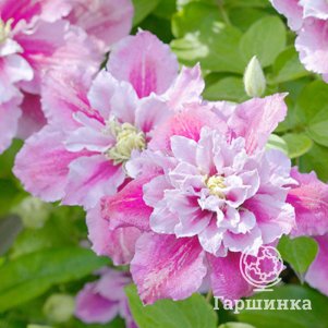 Клематис Пиилу махровый 2 650₽