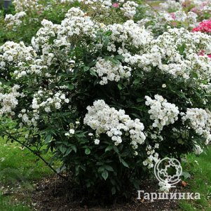 

Роза Ватерлоо мускусная, Ленс (лиц)