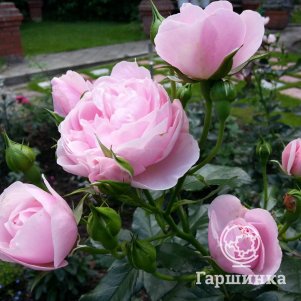 

Роза Ханс Геневайн Роуз флорибунда, Тантау (лиц)