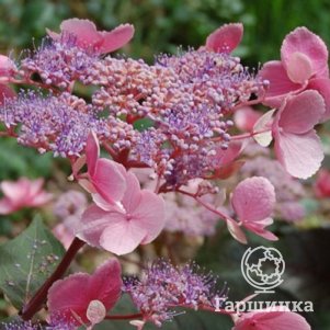 Гортензия Хот Шоколад (Горячий шоколад) шершавая