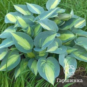 

Хоста Катерина (ML)