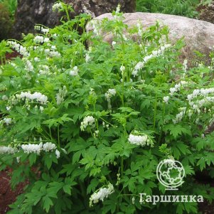 

Дицентра Спектабилис Альба
