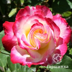 Роза Дабл Делайт флорибунда, Топалович (лиц)