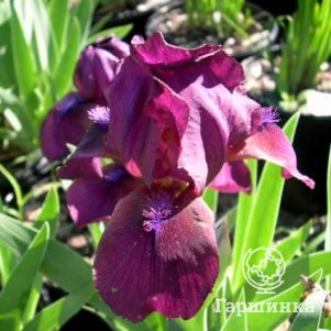 

Ирис карликовый Пастель Шарм