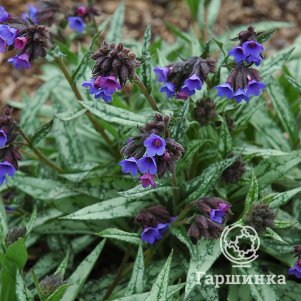 

Медуница Кевененсис длиннолистная