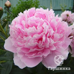 Пион Сара Бернар