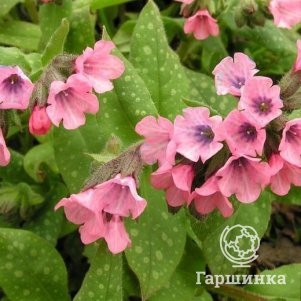 

Медуница Дора Билефелд