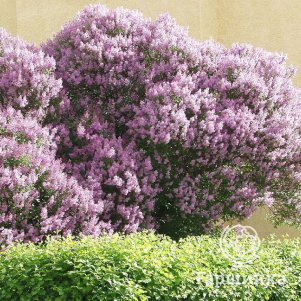 

Сирень венгерская