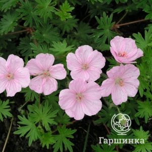 

Герань садовая Стриатум