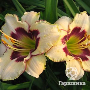 

Лилейник Канадиан Бордер Патрол