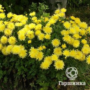 

Хризантема Сонечко