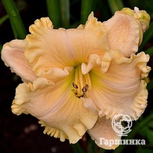 Лилейник Энчентед Форест 600₽