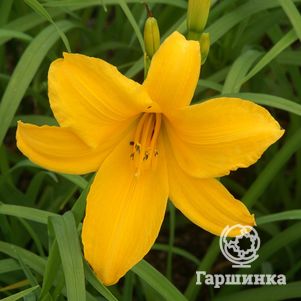 

Лилейник Атен