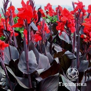 

Канна Рэд Кинг Хумберт