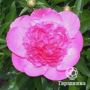 

Пион Букет Перфект