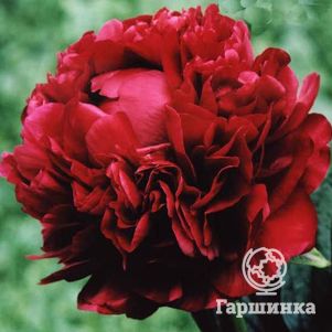 

Пион Генри Бокстос