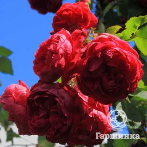 

Роза Квадра канадская парковая (лиц)