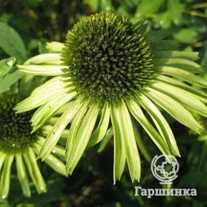 

Эхинацея пурпурная Грин Джювэл