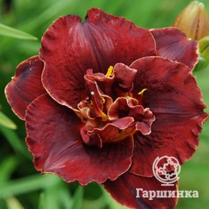 Лилейник Бургунди Лав