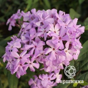 Флокс Анфиса