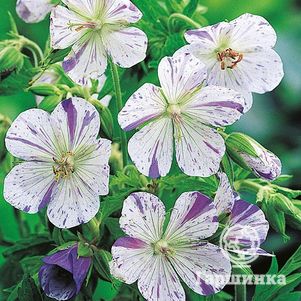 

Герань садовая Стриатум Акатон