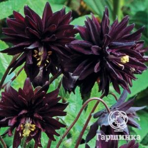 Аквилегия Блэк Барлоу