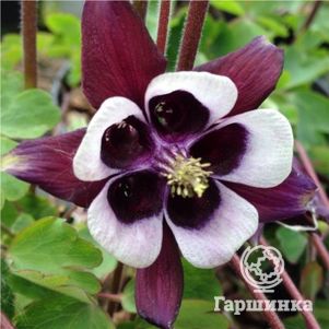 

Аквилегия Уильям Гиннес