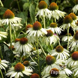

Эхинацея пурпурная Аляска
