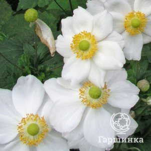 

Анемона (Ветреница) японская Андреа Аткинсон