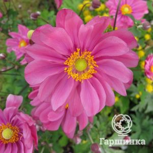 Анемона (Ветреница) японская Принц Генрих