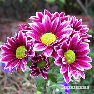 

Хризантема Арлекин