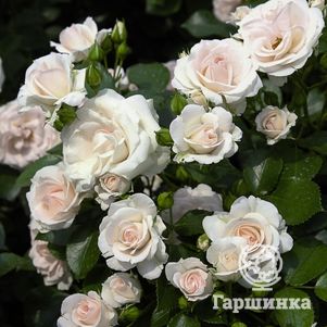 

Роза Аспирин Тантау (лиц)