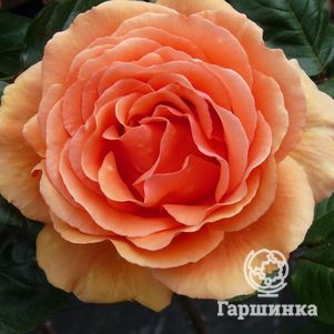 

Роза Ашрам чайно-гибридная, Топалович (лиц)