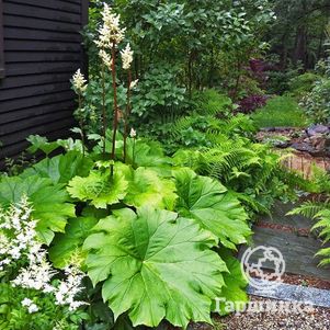 

Астильбоидес пластинчатый