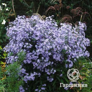 

Астра Литл Карлоу