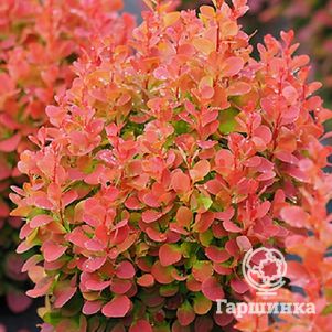 

Барбарис Тунберга Флоренс