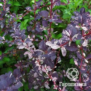 

Барбарис Сильвер Майлс оттавский