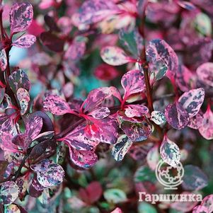 Барбарис Тунберга Фламинго