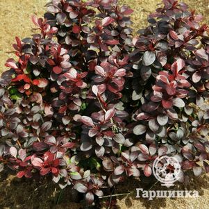 Барбарис Тунберга Дартс Ред Леди