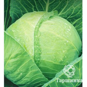 Капуста Июньская белокочанная ранняя 05 г Семена Гавриш 8₽