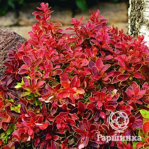 

Барбарис Тунберга Адмирейшн