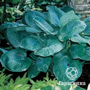 

Хоста Блу Амбреллас (L)