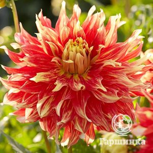 

Георгина Бодашес (МАКСИ) декоративная