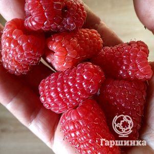 Малина Бриллиантовая ремонтантная (лицензионная)