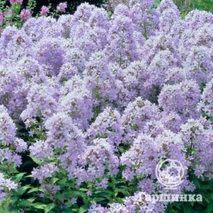 Колокольчик молочноцветковый Пуфф 450₽