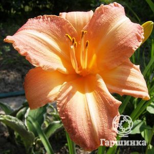 

Лилейник Чилдрен Фестивал